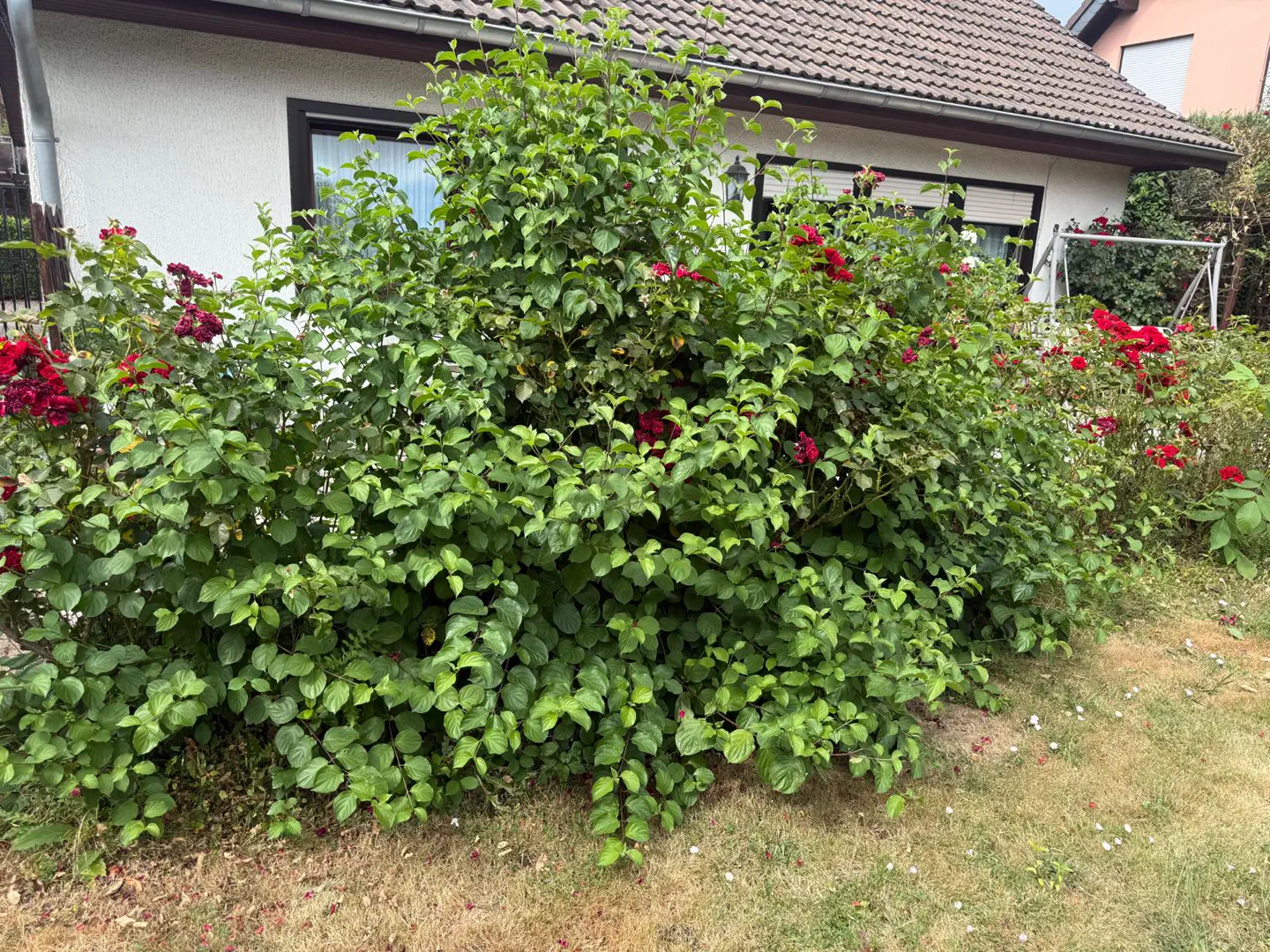 Üppig bewachsener Gartenbereich mit Rosen und Gehölzen
