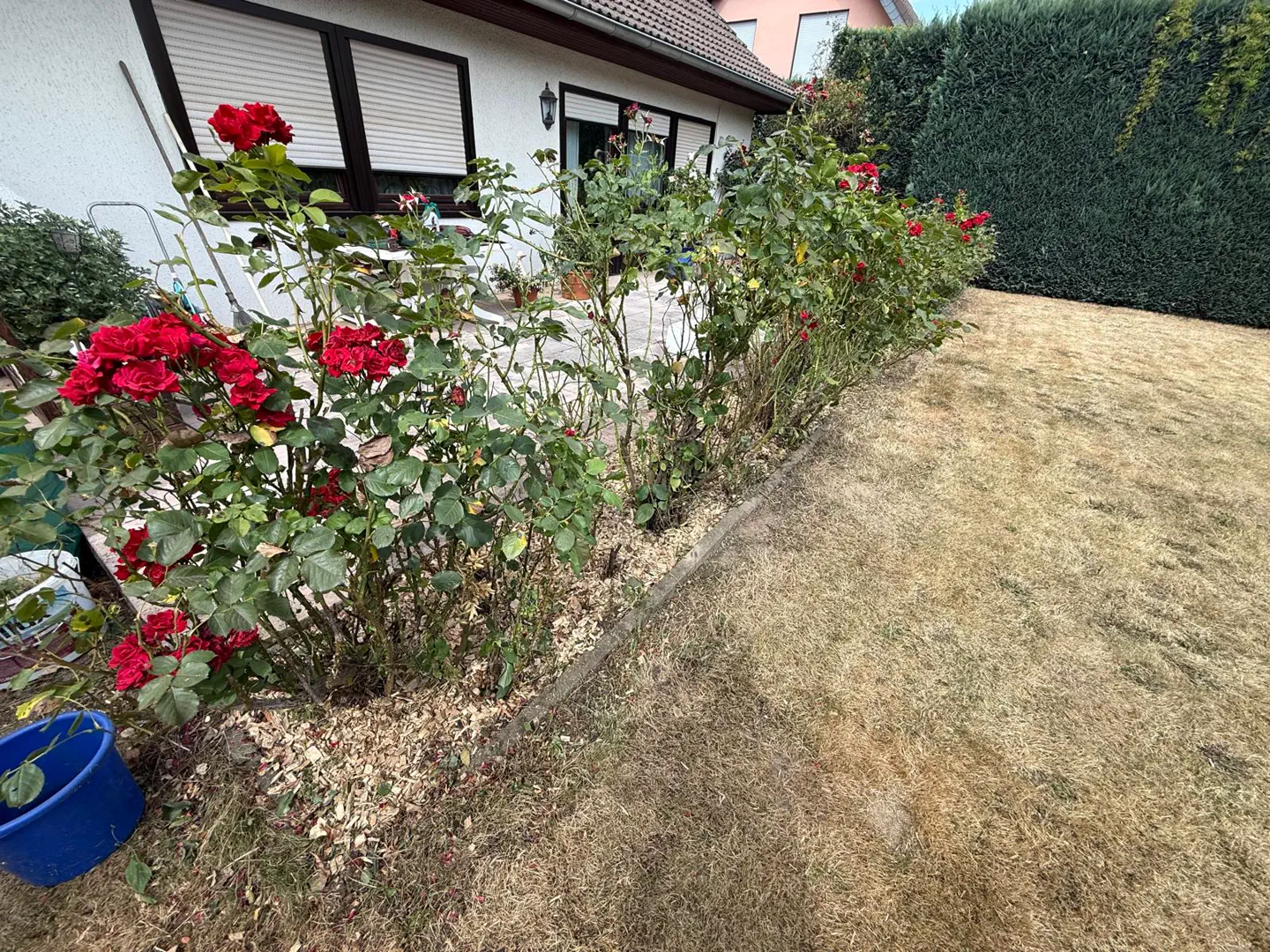 Rosenreihe entlang einer Terrasse