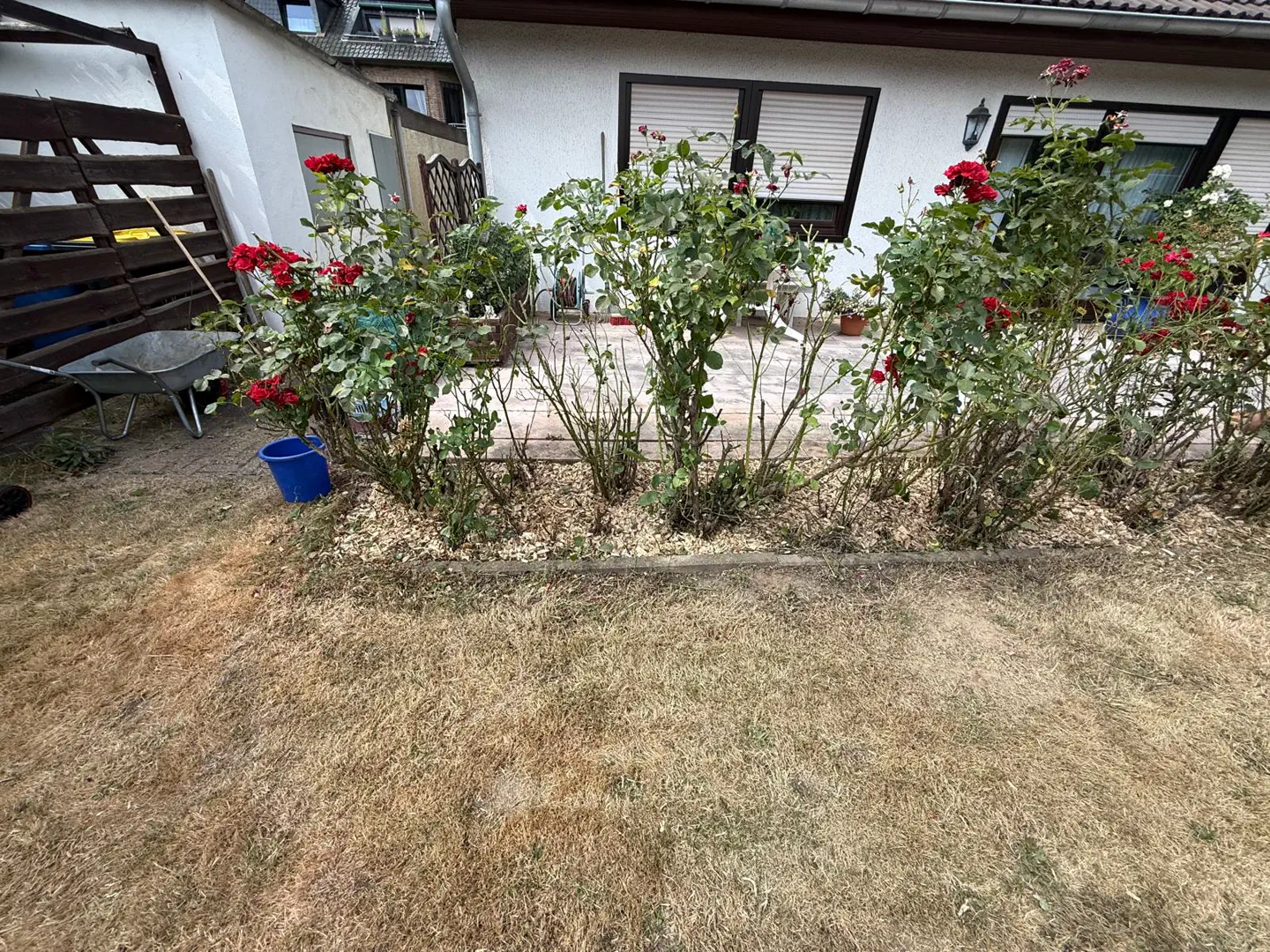 Sauberer Beet- und Rasenrand mit Rosen