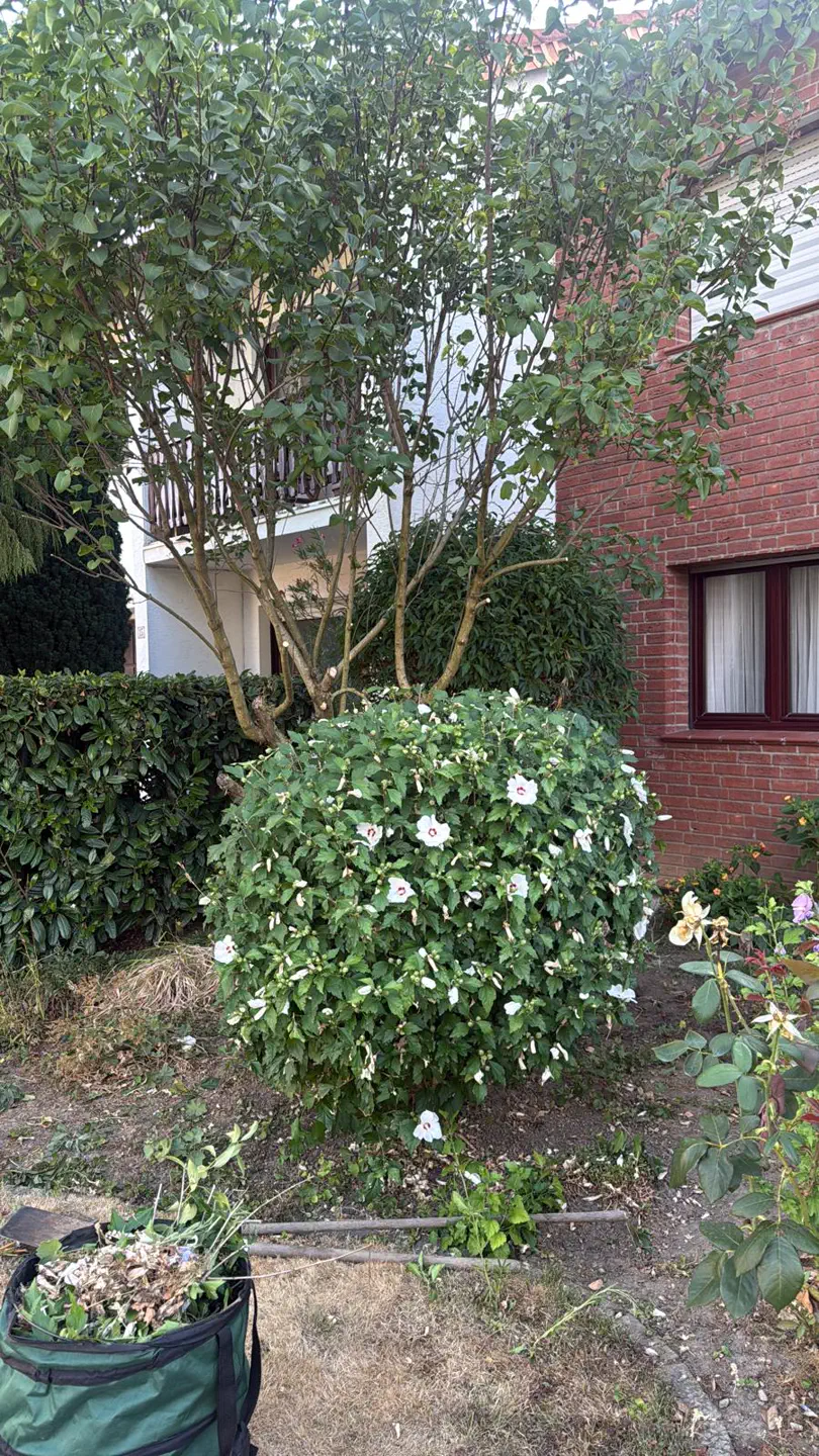 Blühendes Gehölz in einem gepflegten Privatgarten